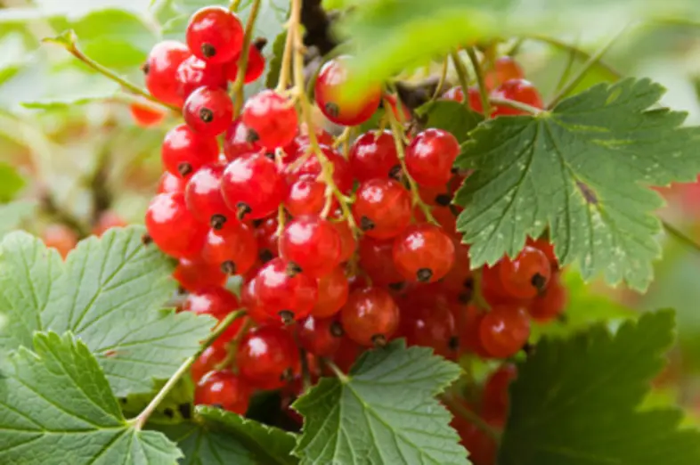 Currants_1