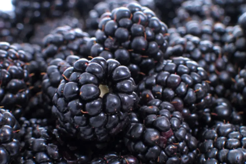 Brombeeren_3