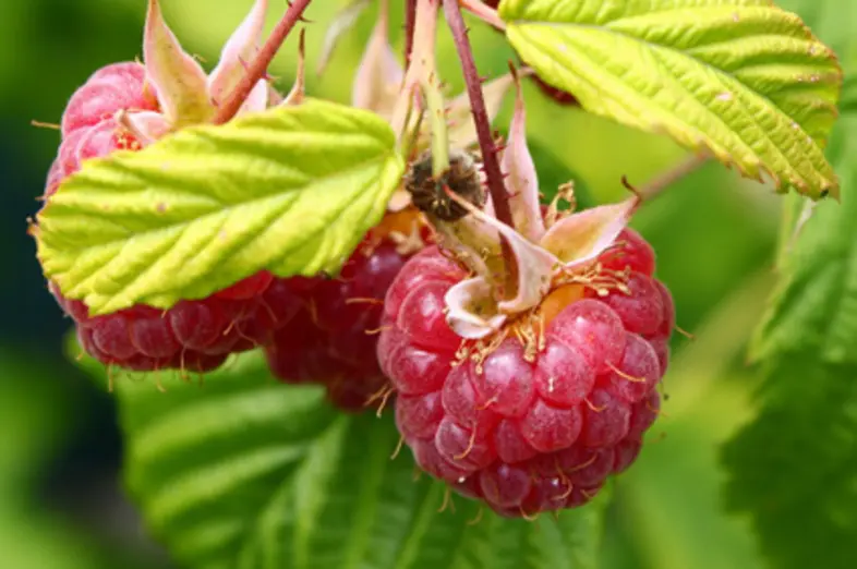 Himbeeren_3