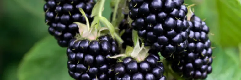 Blackberries