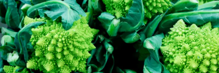 Romanesco