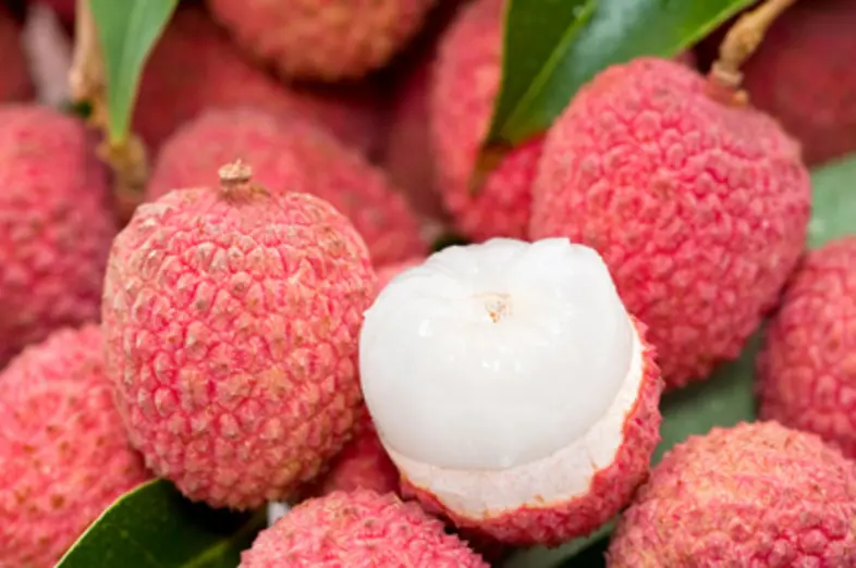 Litchi_1