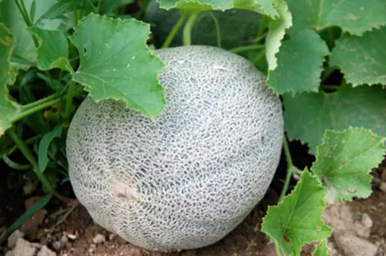 Cantaloupe_3