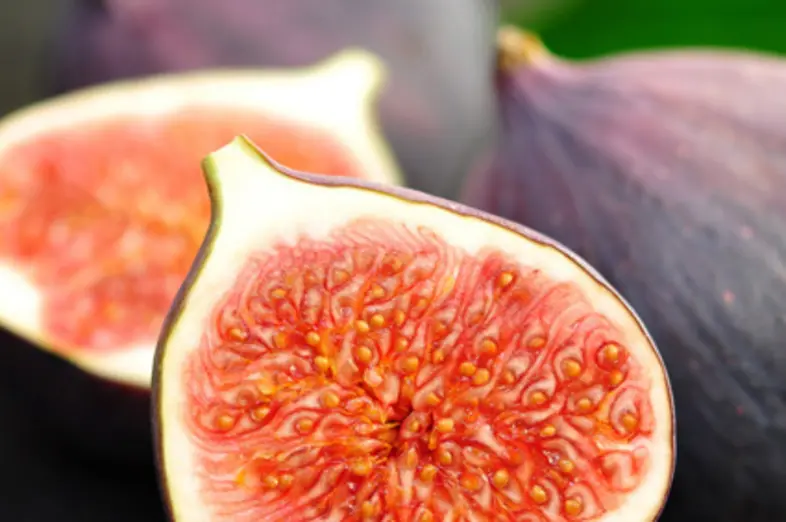 Figs_1