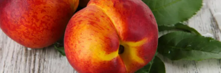 Nectarines