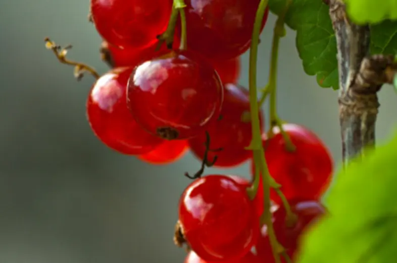 Currants_3