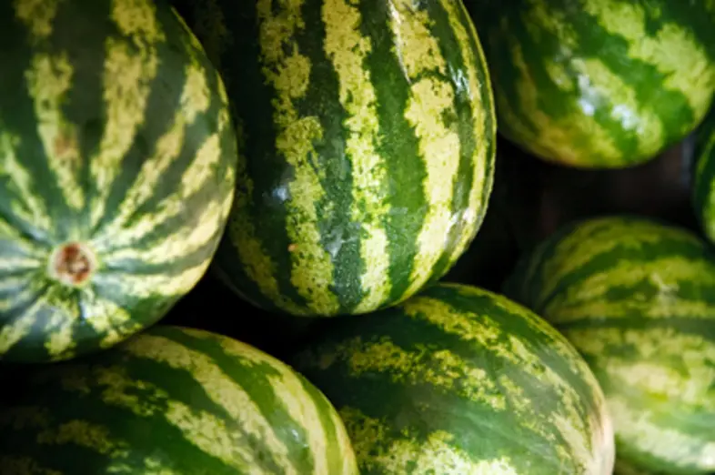 Watermelons_3