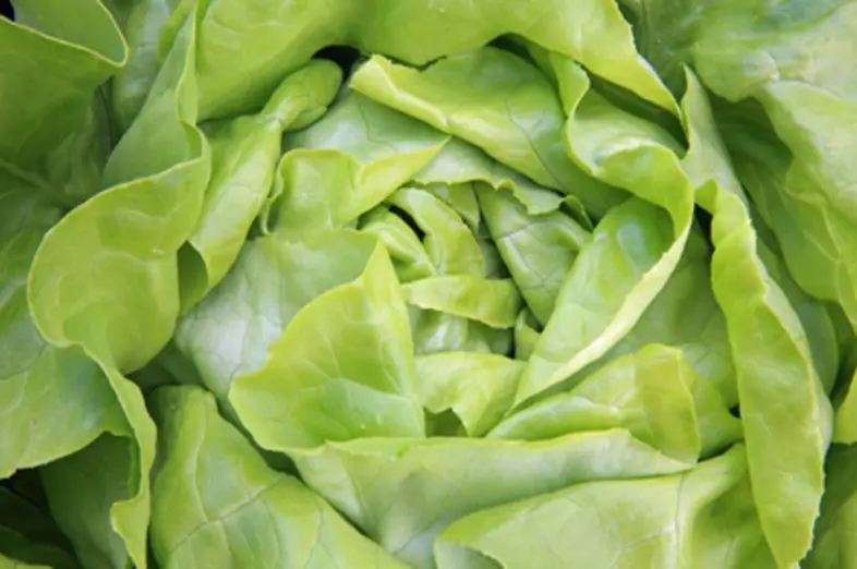 Lettuce_3