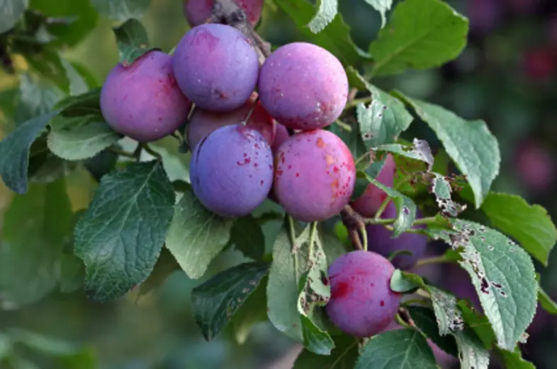 Plums_1