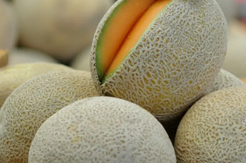 Cantaloupe_1