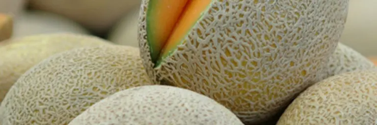 Cantaloupe