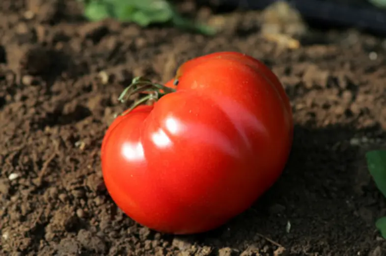 Tomaten_1