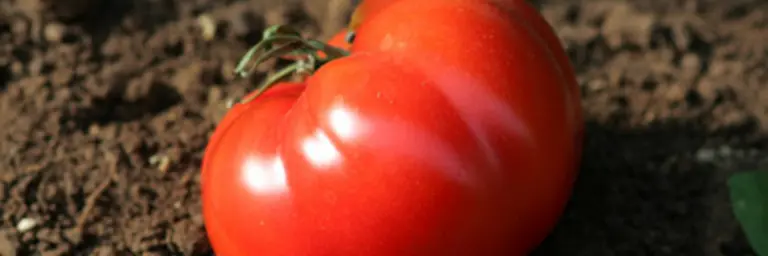 Tomaten