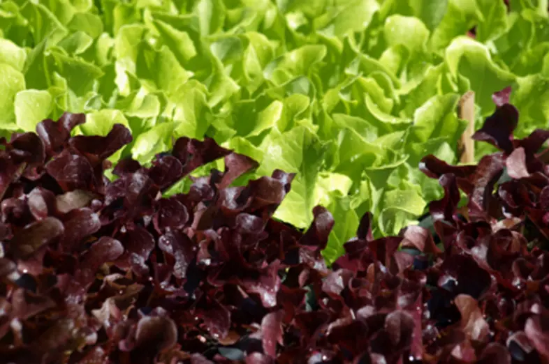 curled lettuce_1