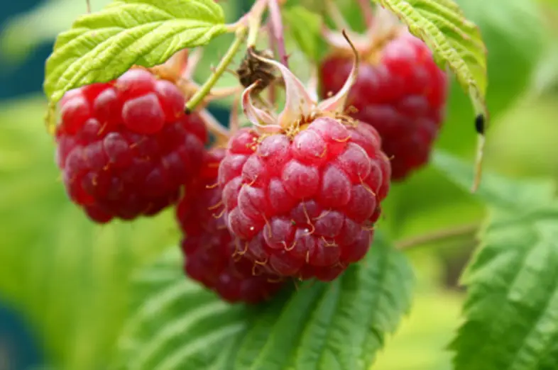 Raspberries_1