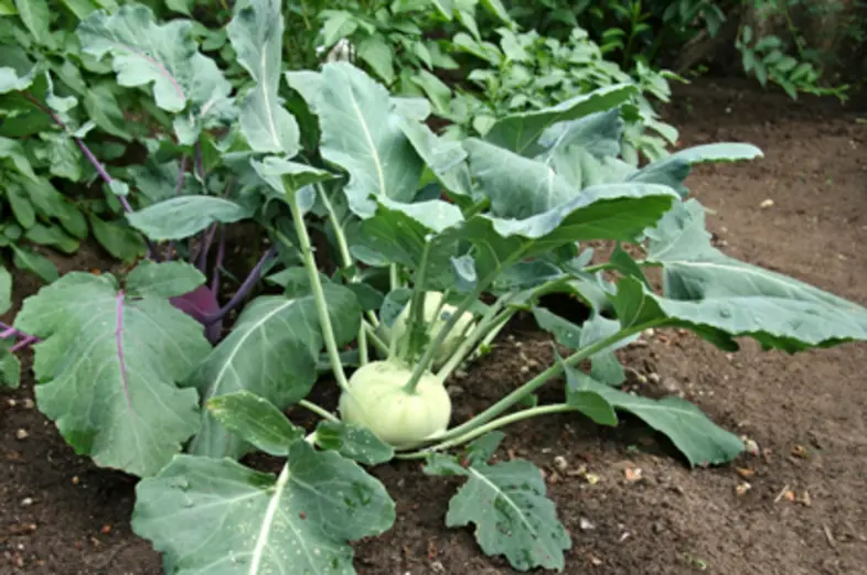 Kohlrabi_2