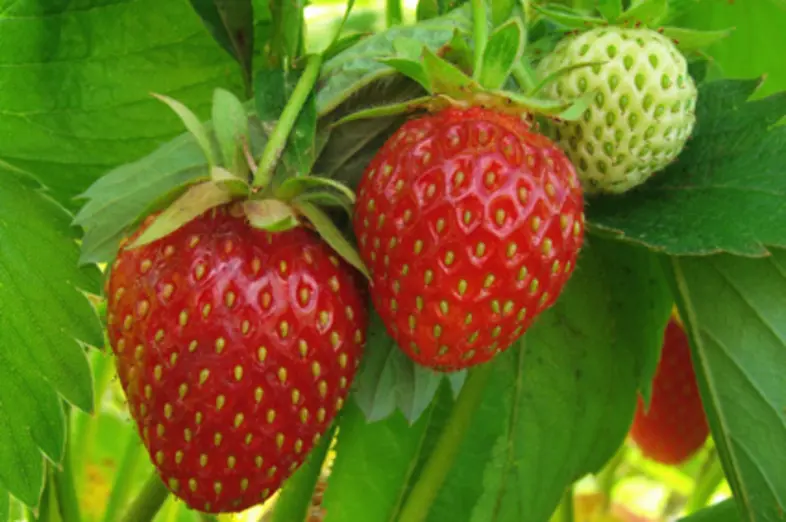 Fraises_1