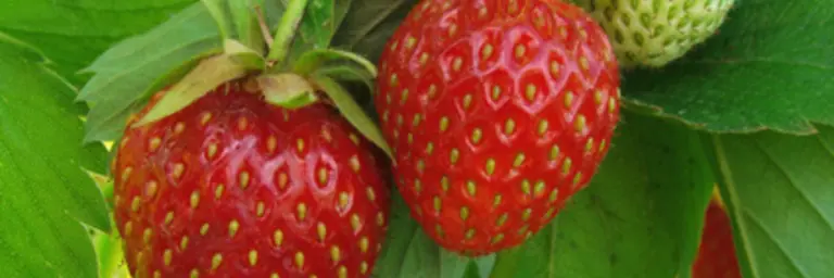 Strawberries